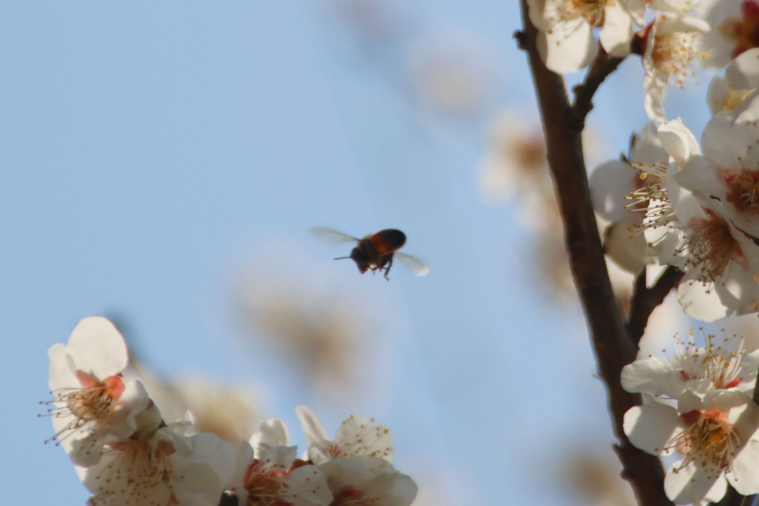 飛んで戻るミツバチ