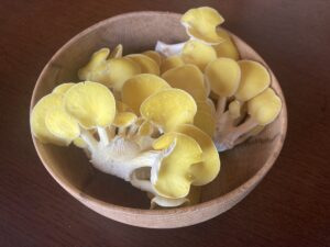 <span>地域でつくる！おいしい未来─</span><br>キノコは「木の子」めくるめく無限循環