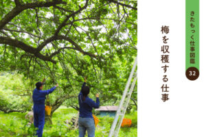 <span>きたもっく仕事図鑑32</span><br>梅を収穫する仕事