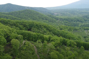 <span>「守る」から「ひらく」へ</span><br>多様な産業と共創し、人が関わることで美しくなる森づくり