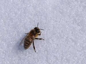 <span>あさまのぶんぶん</span><br>ミツバチたちの冬休み、極寒の北軽井沢で冬を越す