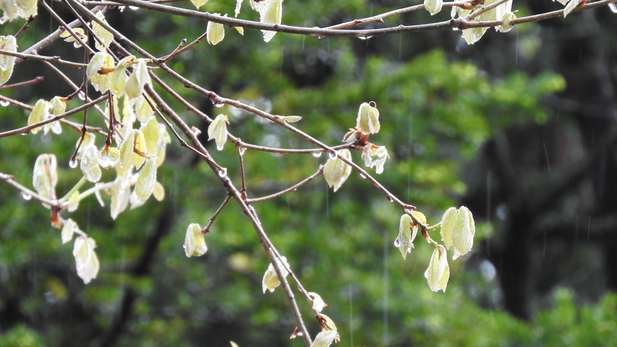 雨の新緑