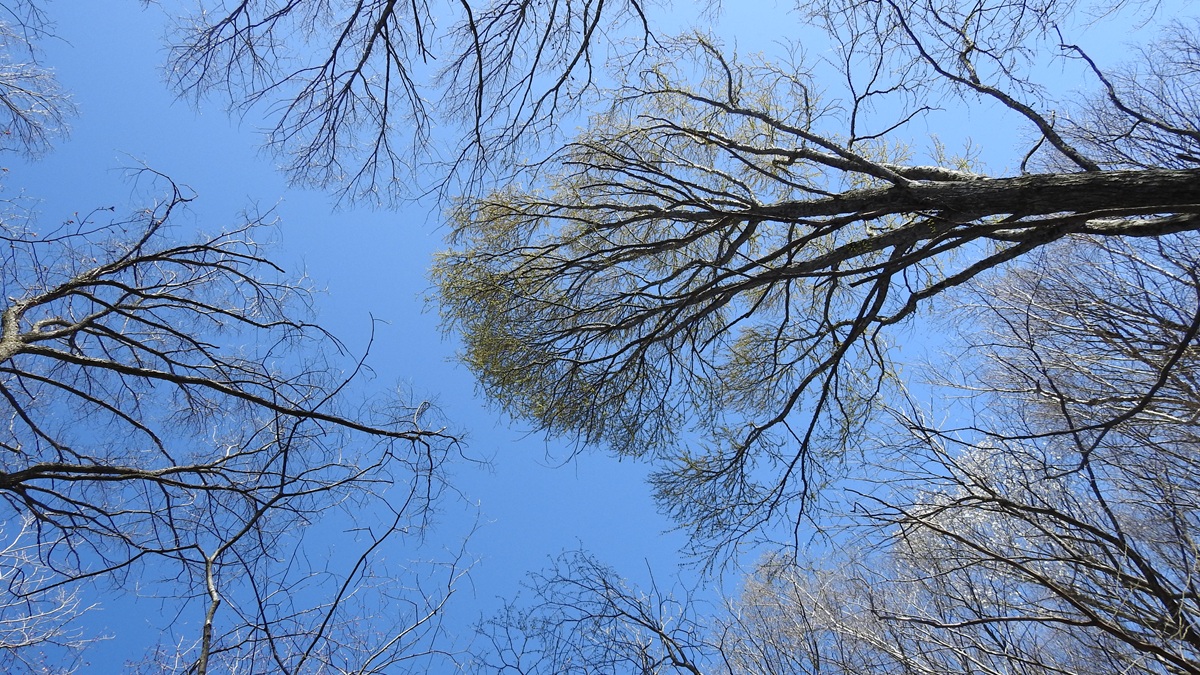 カツラ新芽