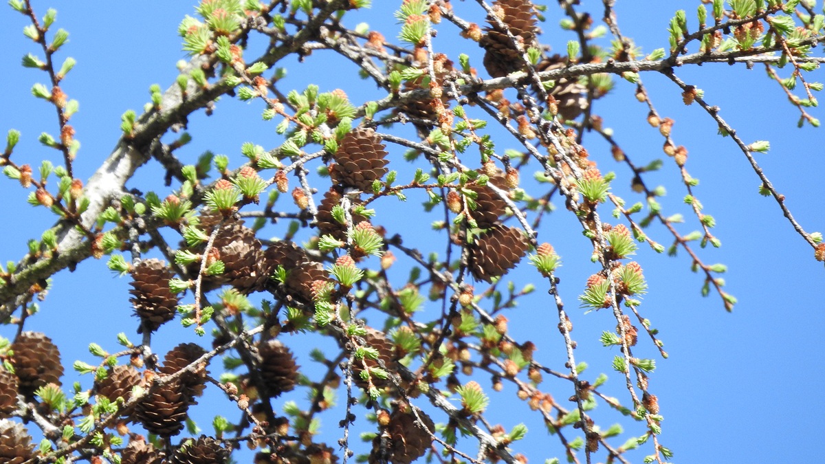 カラマツの芽吹き