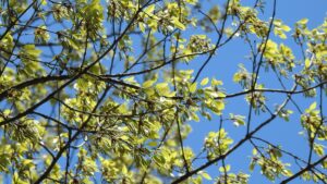 新緑の季節「なんにもしない」頭の中を空っぽに、心がリセットされる北軽井沢の5月