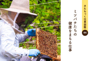 <span>きたもっく仕事図鑑44</span><br>ミツバチたちの健康をまもる仕事