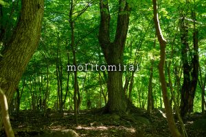 TAKIVIVAにて<br>森を学ぶカードゲーム「moritomirai」を活用した 体験型研修の提供を開始